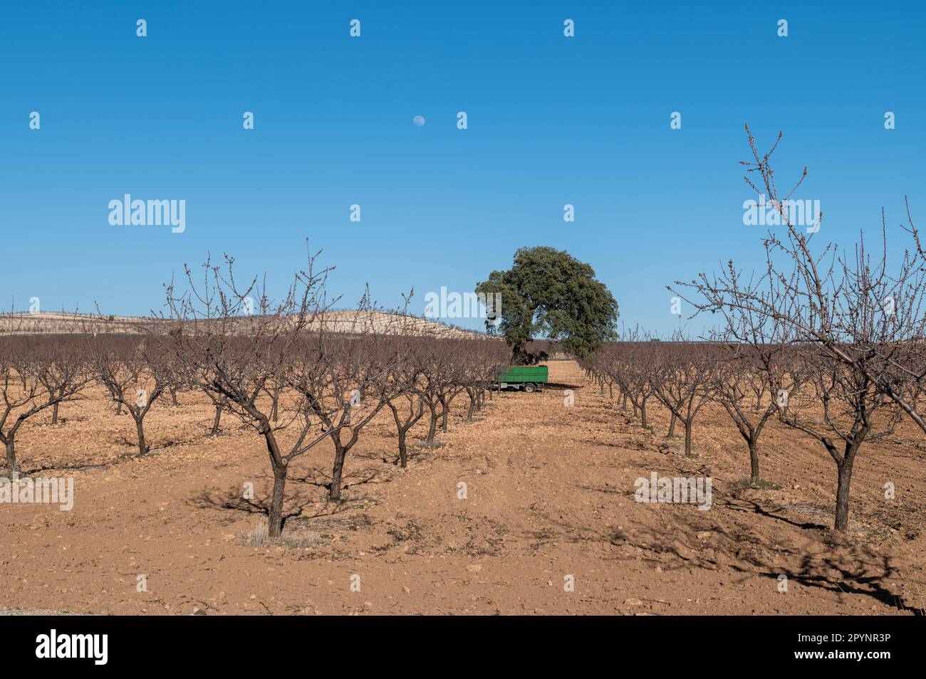 Ansicht eines Traktors zwischen den Reihen eines Obstfeldes in Andalusien (Spanien) Stockfoto