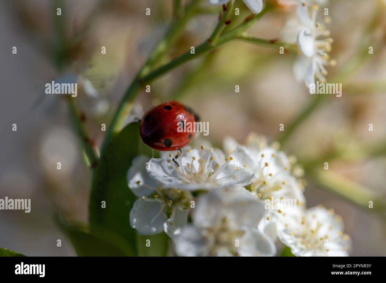 Foto eines Marienkäfers unter kleinen weißen Blumen Stockfoto