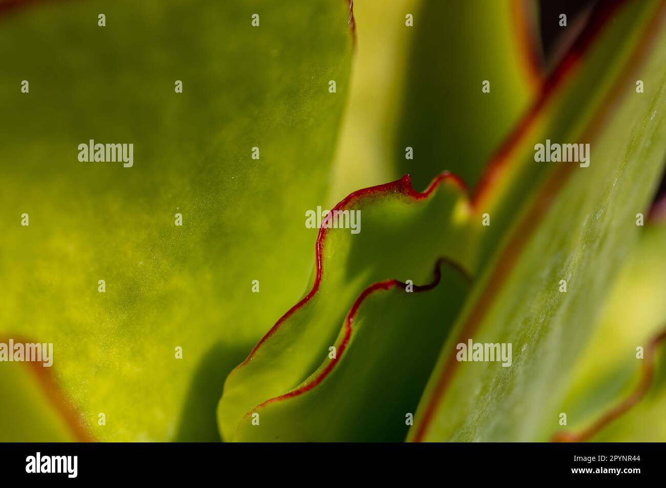 Hintergrund und Textur: Grüne Blätter mit roter Umrandung einer saftigen Pflanze Stockfoto