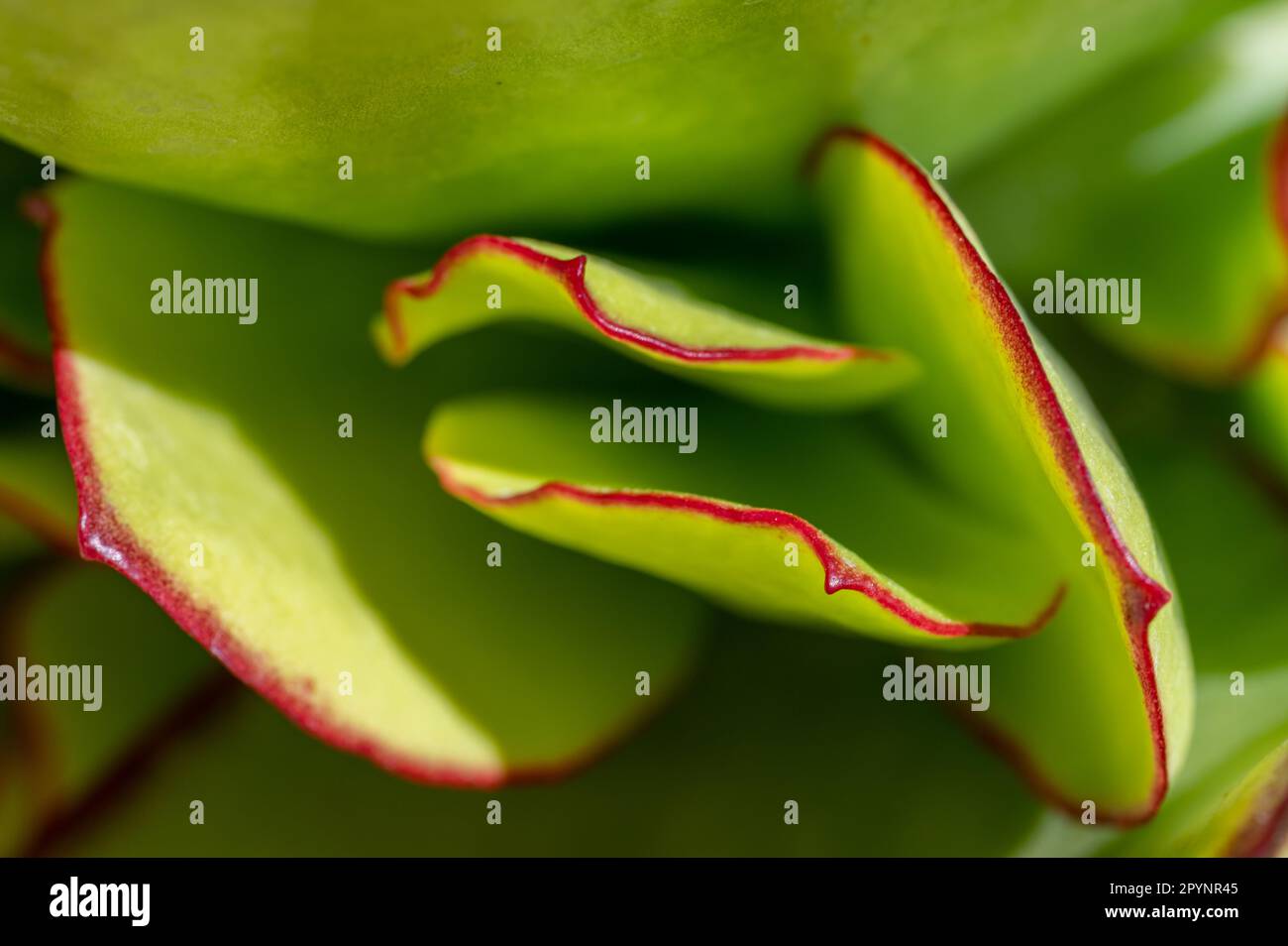 Hintergrund und Textur: Grüne Blätter mit roter Umrandung einer saftigen Pflanze Stockfoto