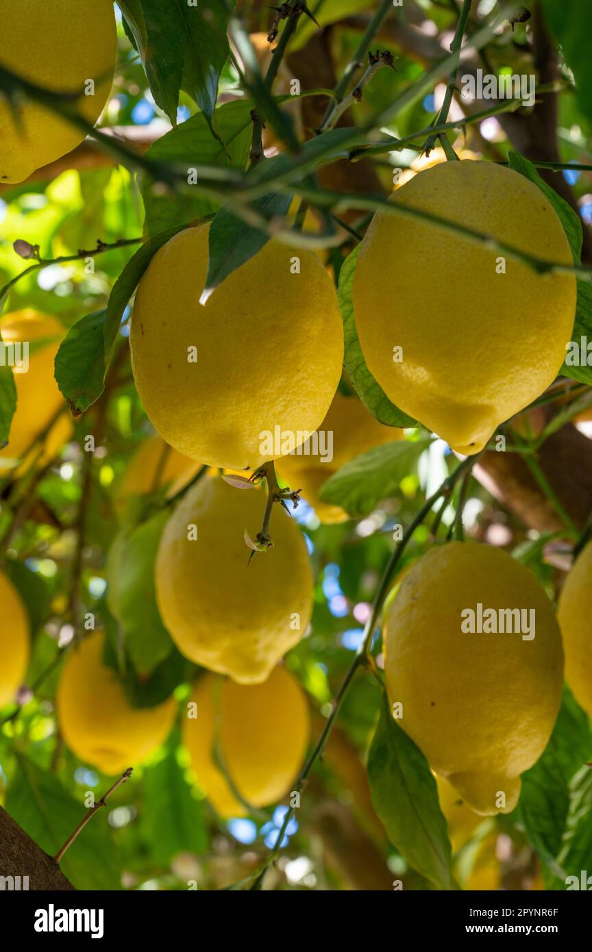 Reife Zitronen auf den Zweigen eines Zitronenbaums Stockfoto