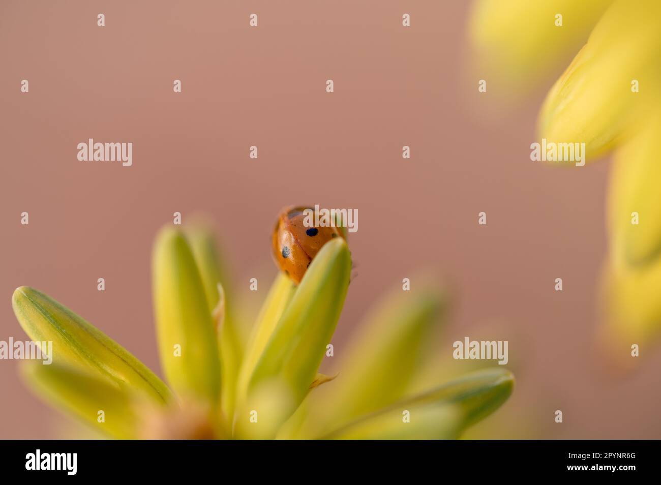 Detail eines Marienkäfers inmitten der gelben Blumen einer Aloe Vera Stockfoto