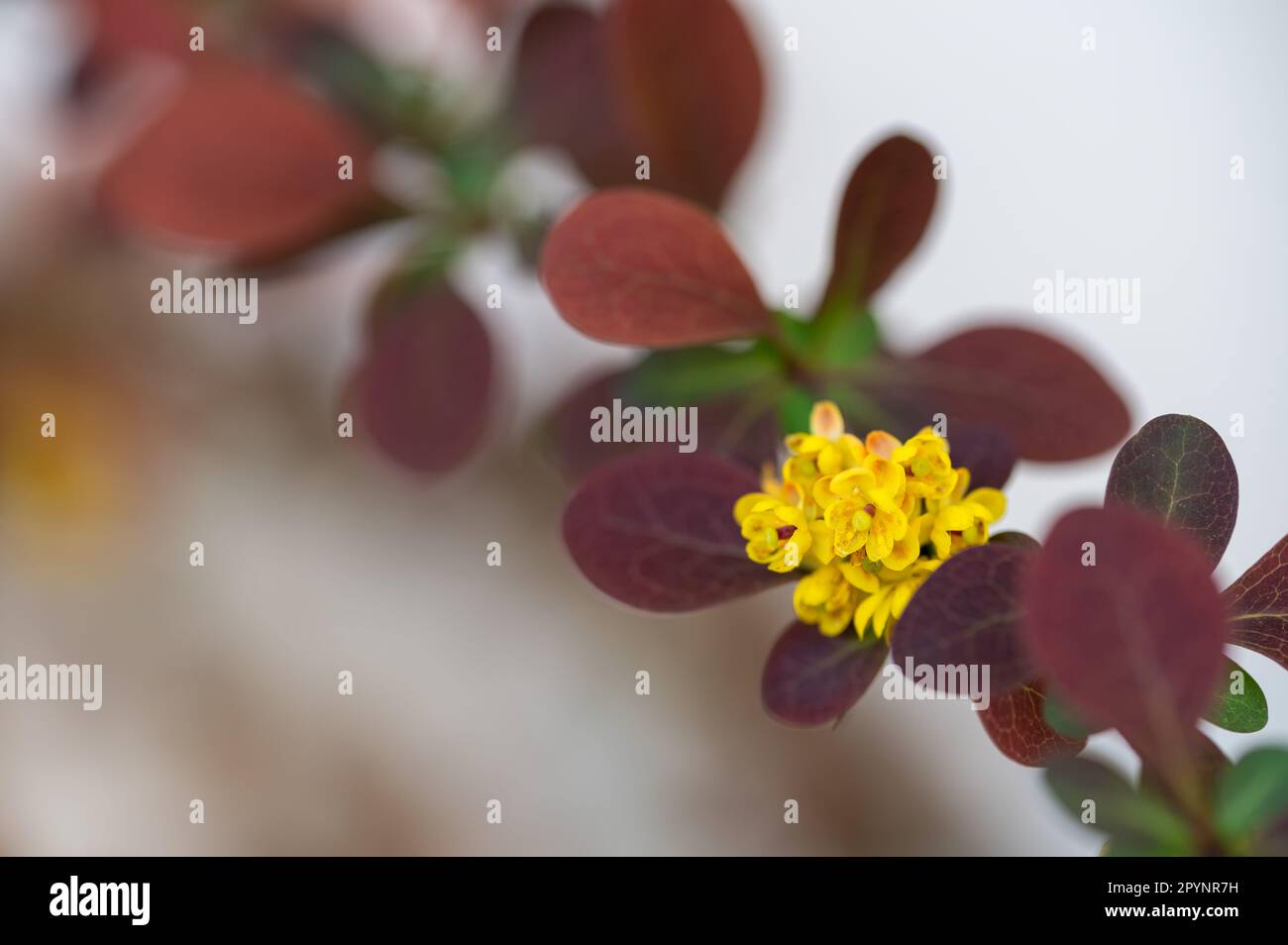 Detail der kleinen gelben Blüten einer roten Barbeere (Berberis thunbergii) im Garten Stockfoto