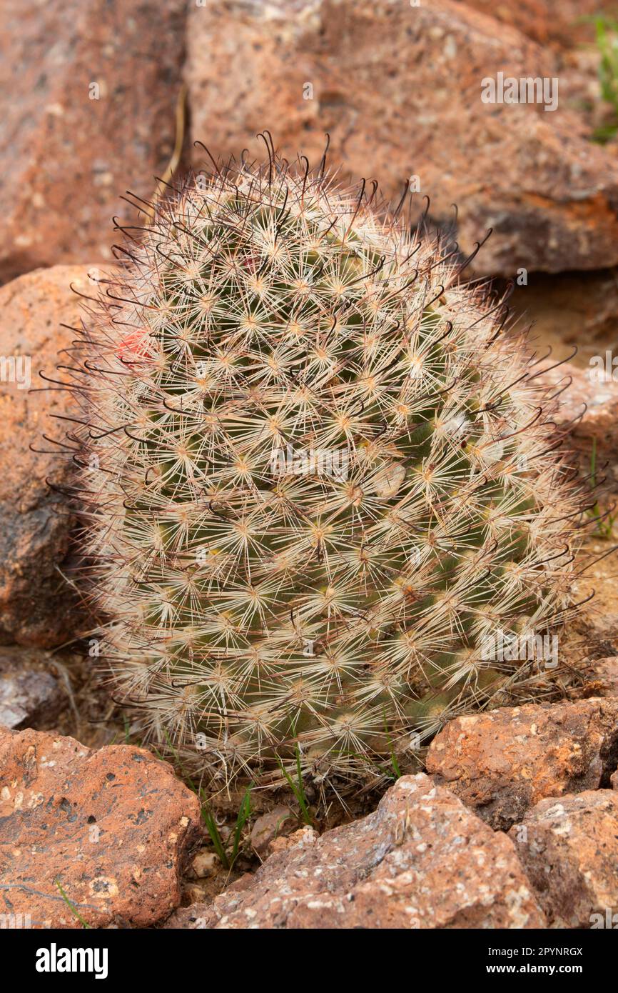 Fishhook Pincushion Cactus, Mojave Trails National Monument, Kalifornien Stockfoto