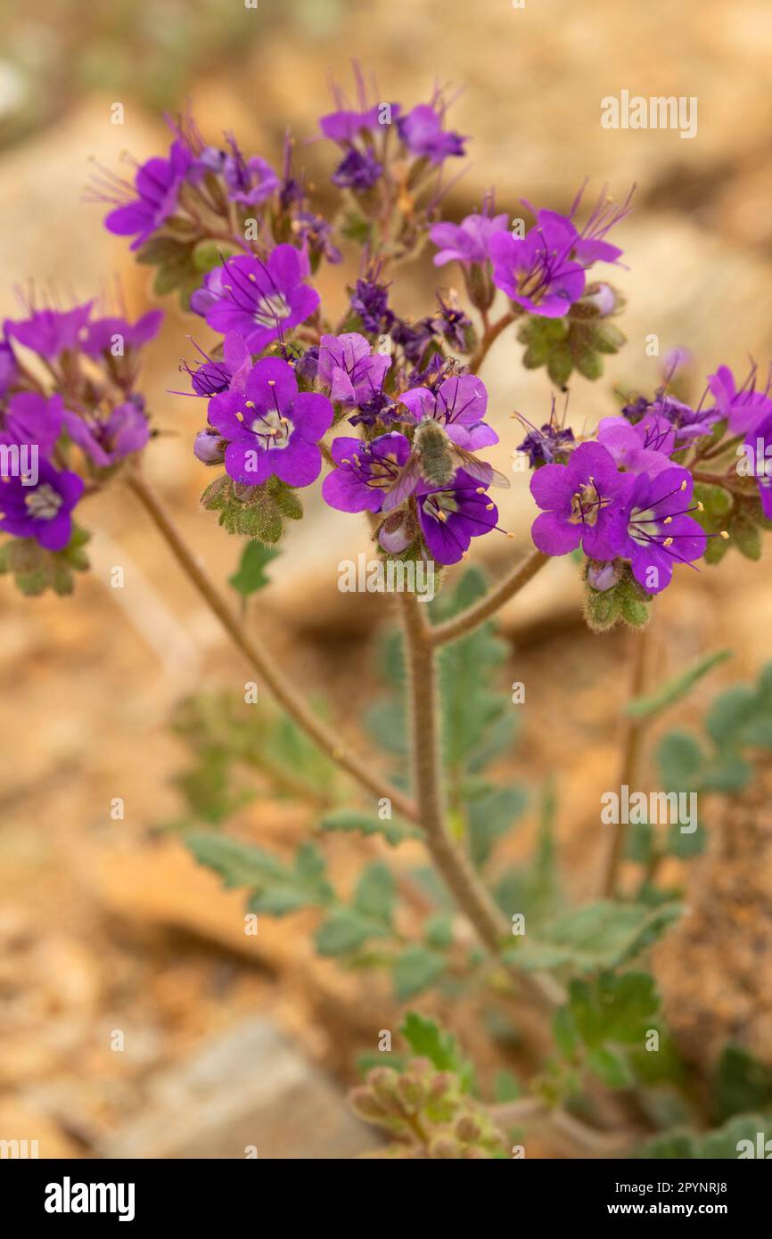 Phacelia, Clipper Mountain Wilderness, Mojave Trails National Monument, Kalifornien Stockfoto