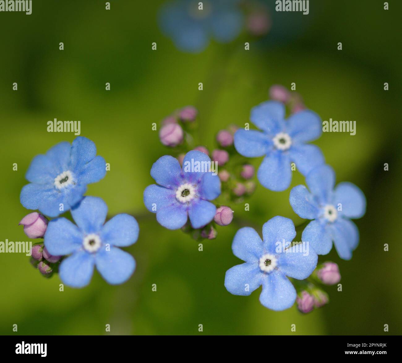 Makro einer blauen Blume im Frühling Stockfoto