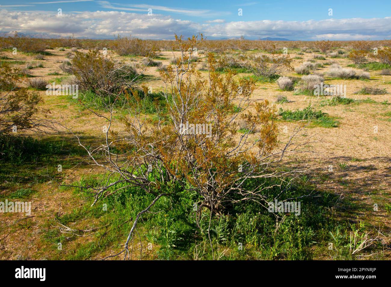 Kreosotenbusch (Larrea tridentata), Naturschutzgebiet Wüstenschildkröte, Kalifornien Stockfoto