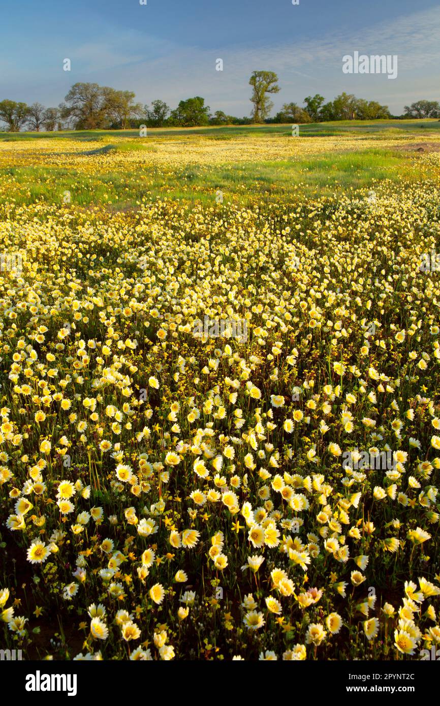 Grasland Plateau mit Tidytips, Paynes Creek Wildlife Area, Sacramento River Bend Area of Critical Environmental Concern, Kalifornien Stockfoto