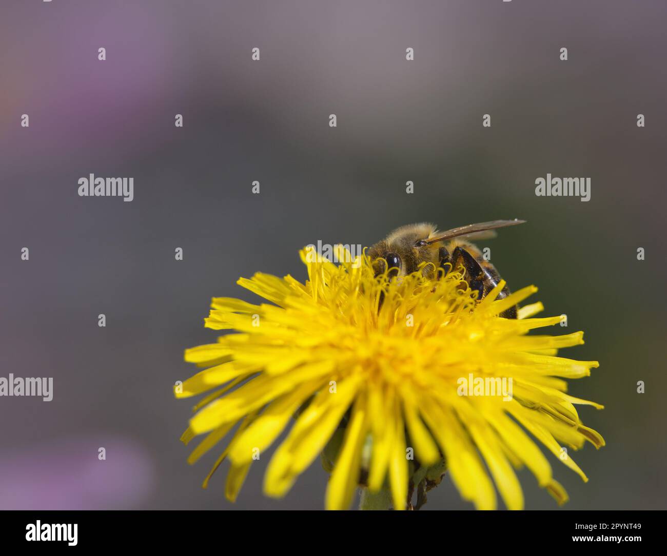 Makro einer Honigbiene auf einem Blumenkopf Stockfoto