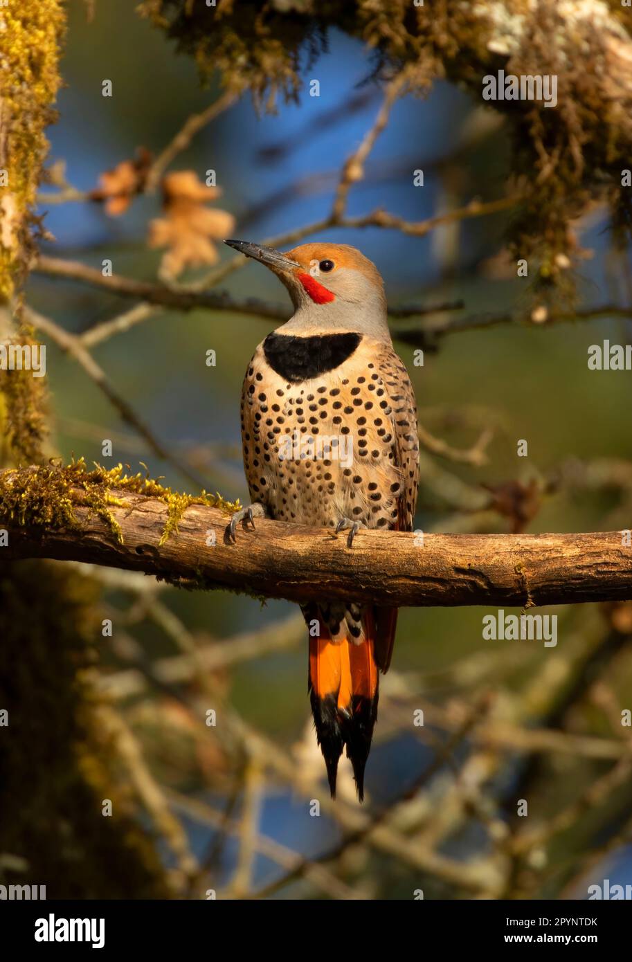 Northern Flicker (Colaptes auratus), Aumsville Ponds County Park, Marion County, Oregon Stockfoto