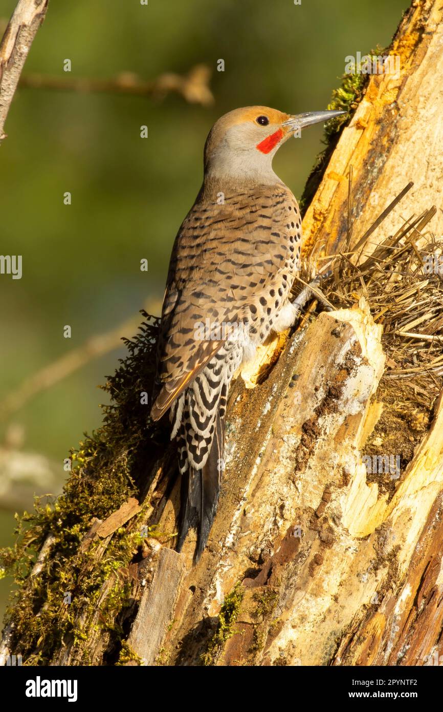 Northern Flicker (Colaptes auratus), Aumsville Ponds County Park, Marion County, Oregon Stockfoto