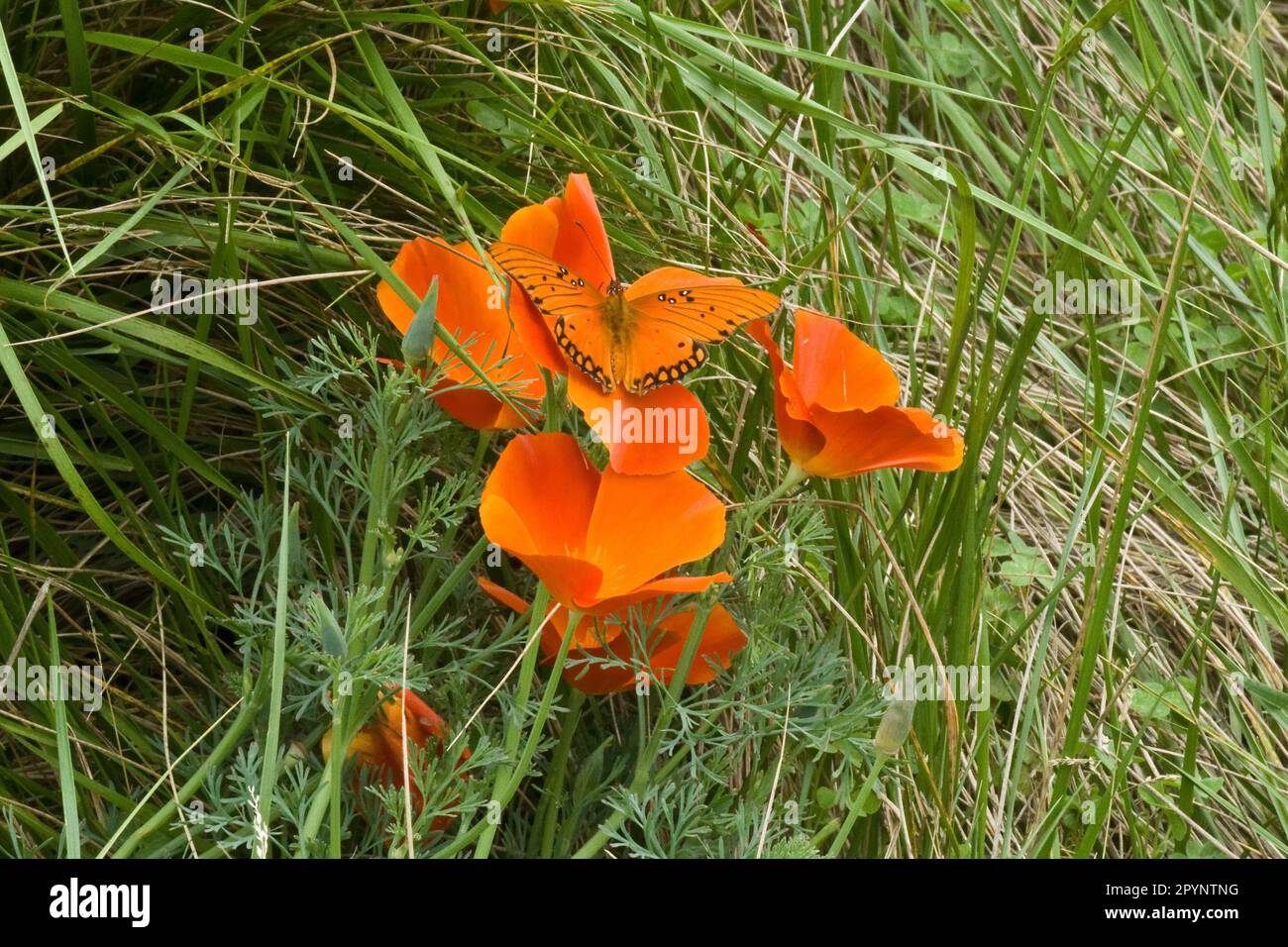 Schmetterling auf einem orangefarbenen kalifornischen Mohn, der im Frühling auf einer Wiese blühte Stockfoto
