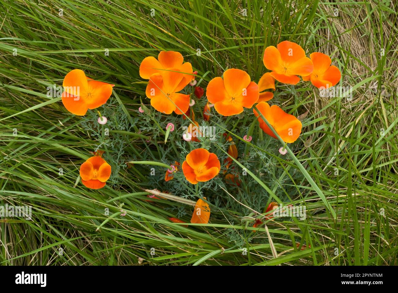 Im Frühling blühen im sonnigen Kalifornien goldene kalifornische Mohnblüten auf der Wiese Stockfoto