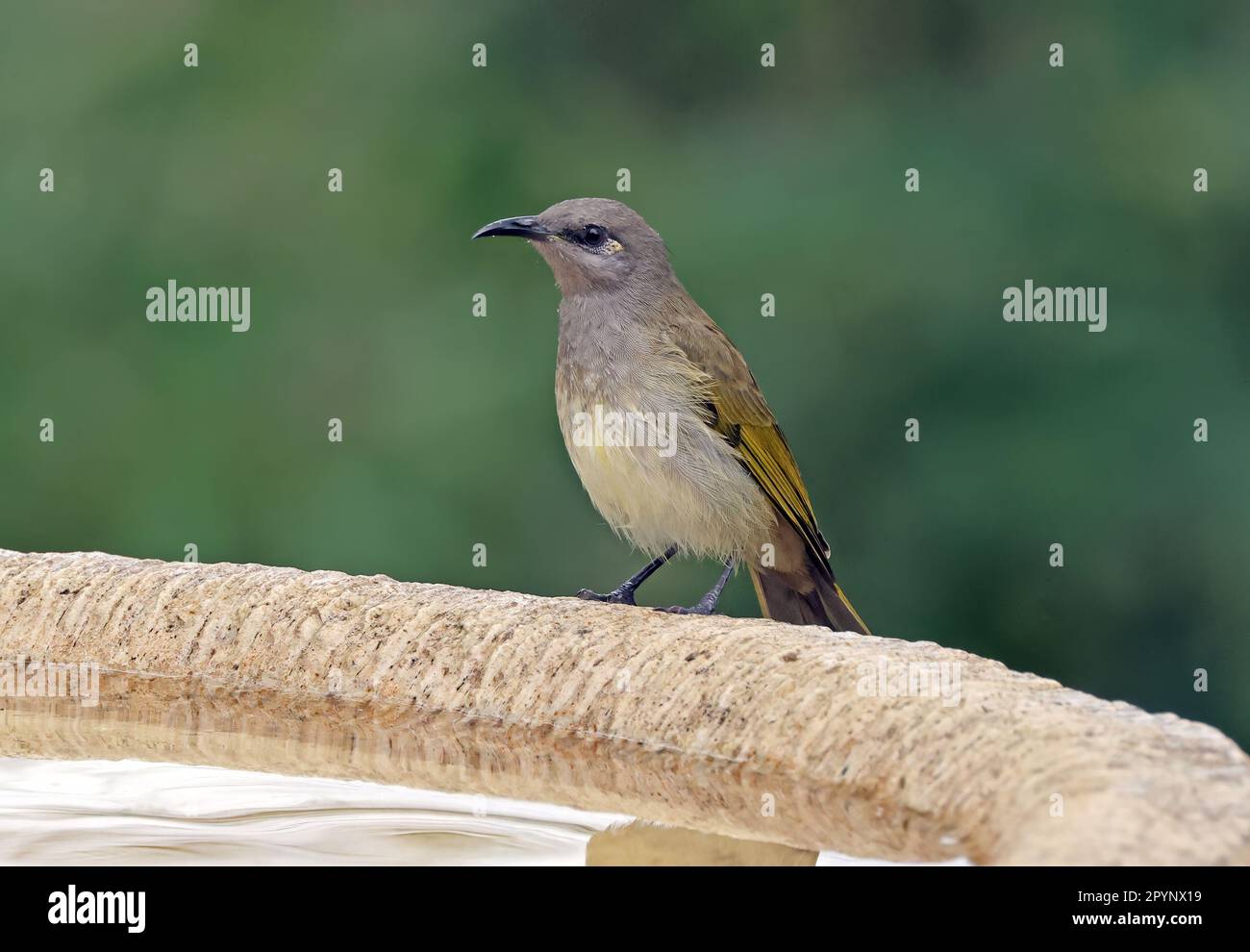 Brauner Honigfresser (Lichmera indistincta ocularis), Erwachsener, im Vogelbad im Südosten von Queensland, Australien. März Stockfoto