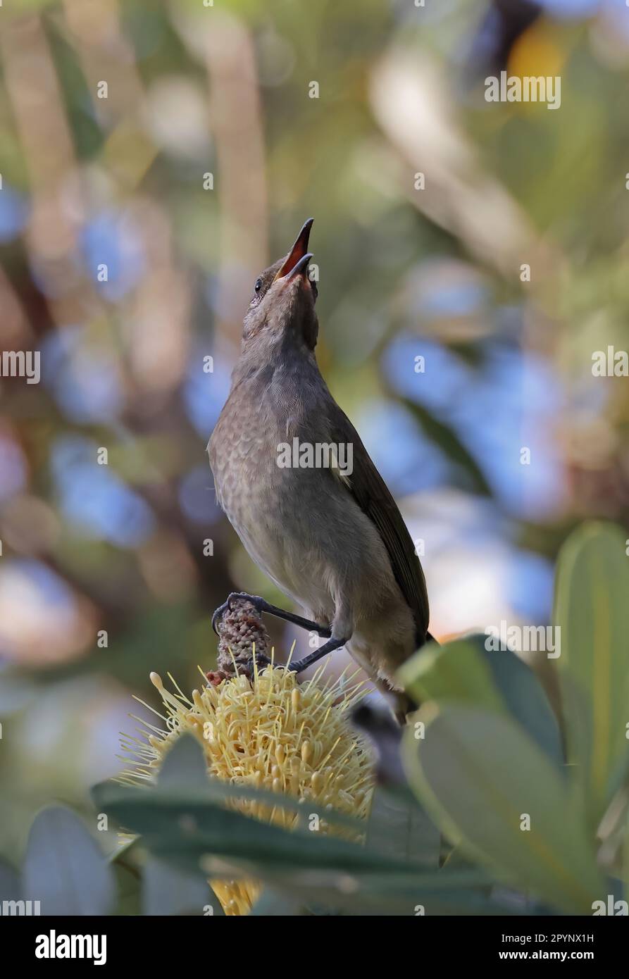 Brauner Honigfresser (Lichmera indistincta ocularis), Erwachsener auf einer Flaschenbürstenblume, singend North Stradbroke Island; Queensland, Australien. März Stockfoto