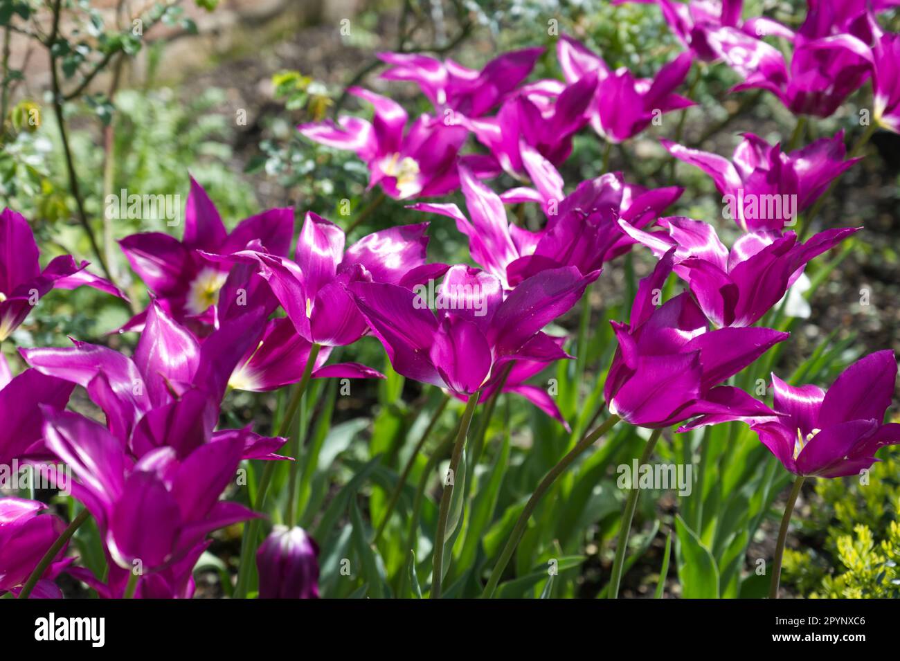 Extravagante Frühlingsblumen von Lilienblüten, Tulipa Purple Dream im britischen Garten April Stockfoto