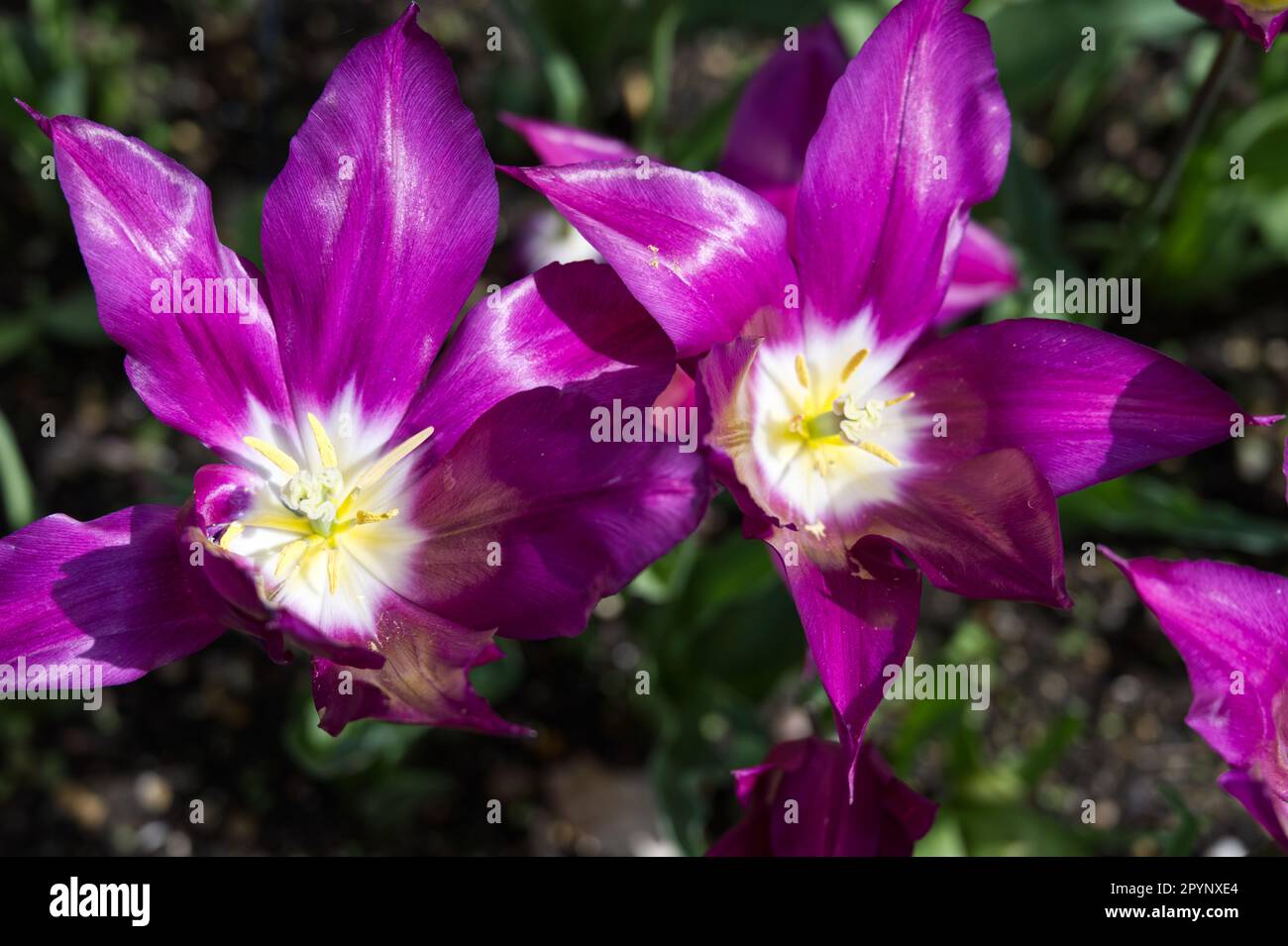 Extravagante Frühlingsblumen von Lilienblüten, Tulipa Purple Dream im britischen Garten April Stockfoto