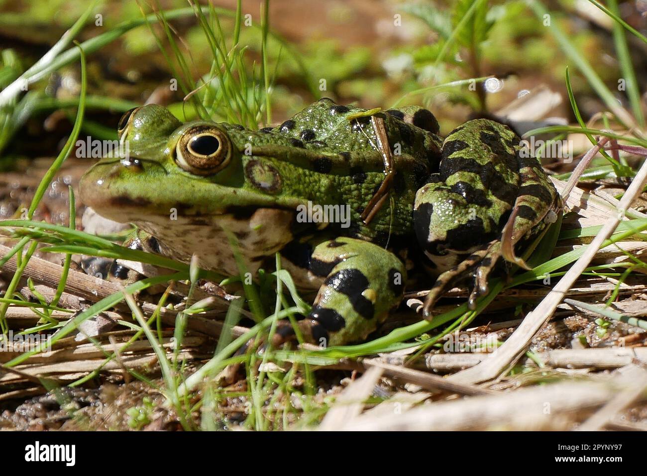 Eine schöne Nahaufnahme einer Amphibien in ihrer natürlichen Umgebung, die ihre lebendige grüne Haut, die gewölbten Augen und die breiten, gewebten Füße zeigt Stockfoto
