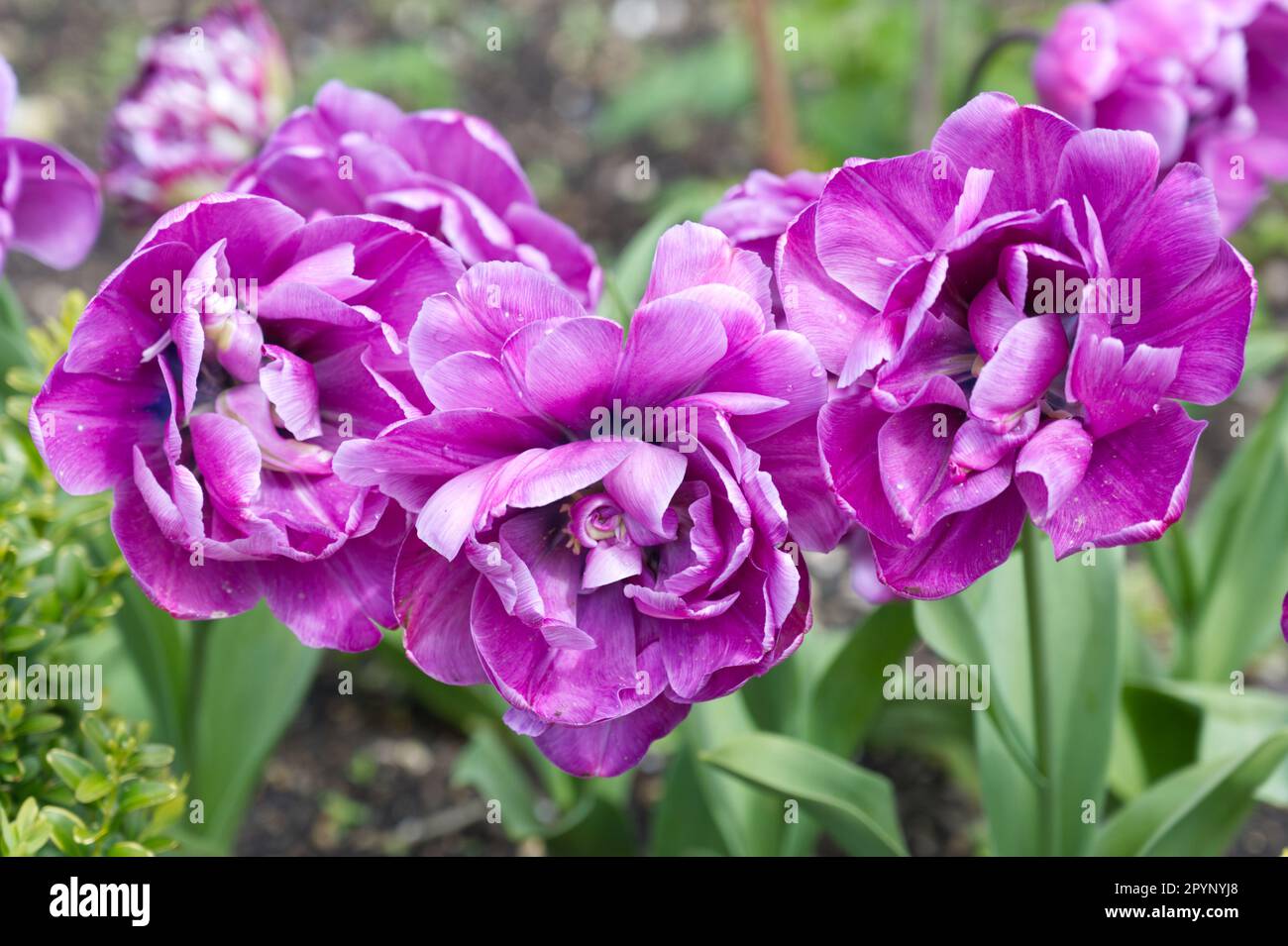 Lila Frühlingsblumen von doppelter Spättuppe, Tulipa Blue Diamond im britischen Garten April Stockfoto