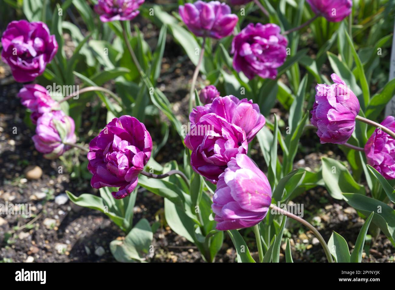 Lila Frühlingsblumen von doppelter Spättuppe, Tulipa Blue Diamond im britischen Garten April Stockfoto