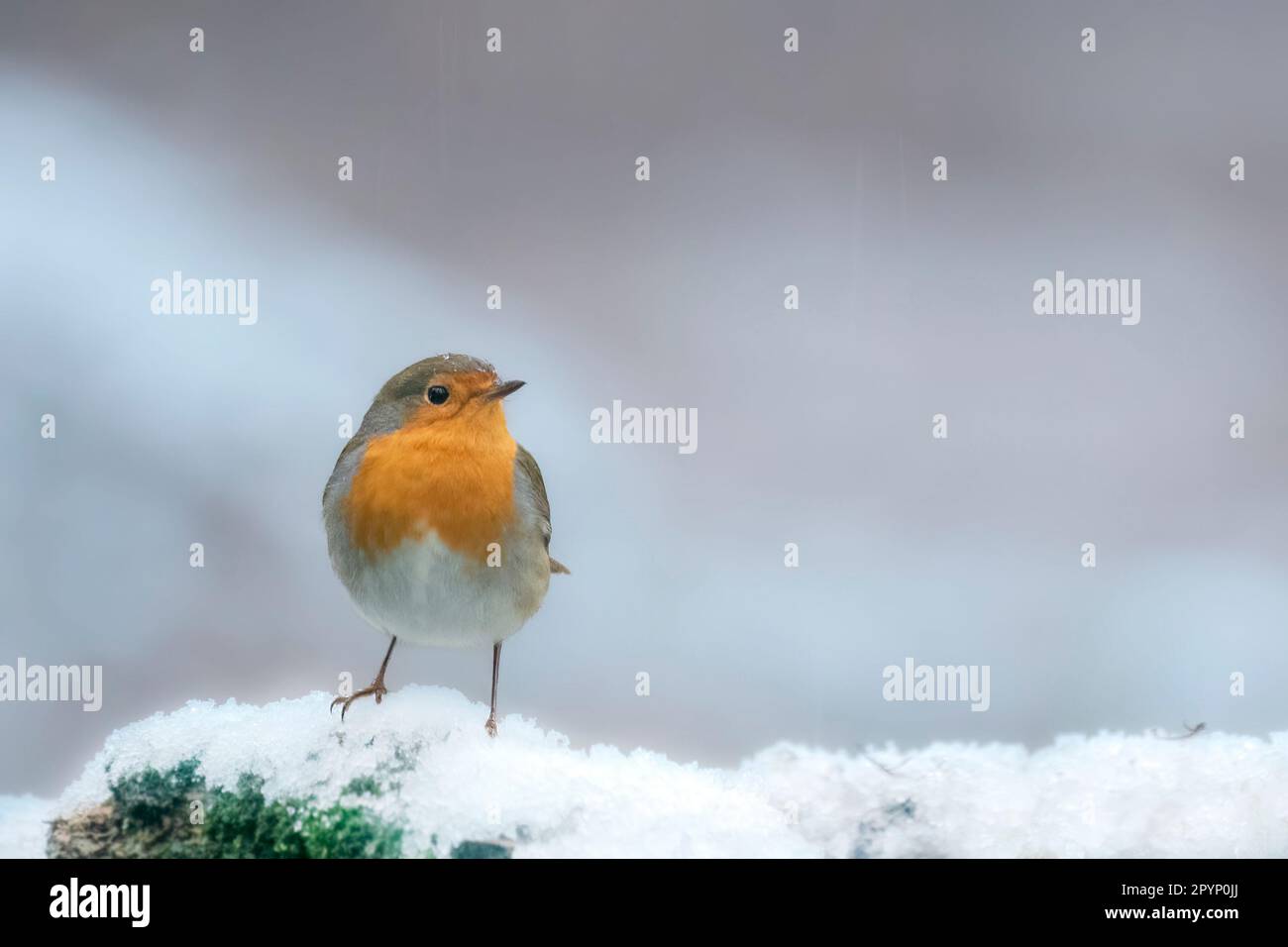 Europäisches Rotkehlchen (Erithacus rubecula) an einem kalten Wintertag mit etwas Schnee. Stockfoto
