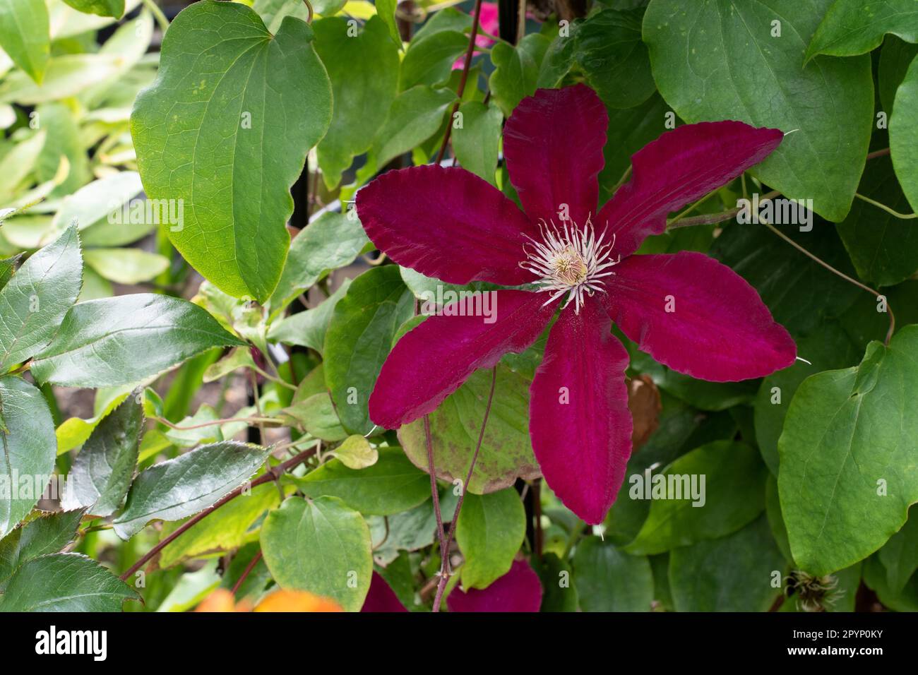 Clematis Niobe, kastanienbrauner Kletterer. Stockfoto