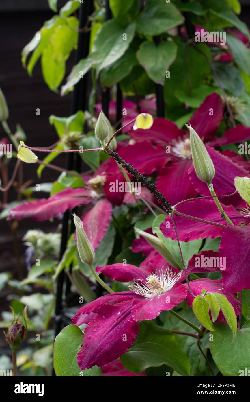 Clematis Niobe, kastanienbrauner Kletterer. Stockfoto