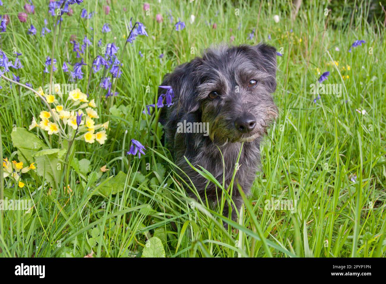 Jackapoo-Jugendhund im Frühlingsfeld Stockfoto