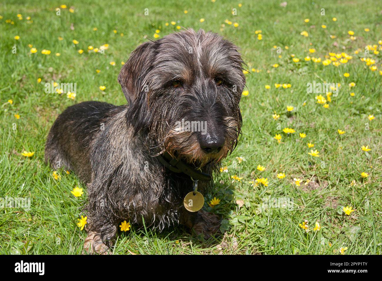 Ein langhaariger Dackel, der auf der Frühlingswiese sitzt Stockfoto