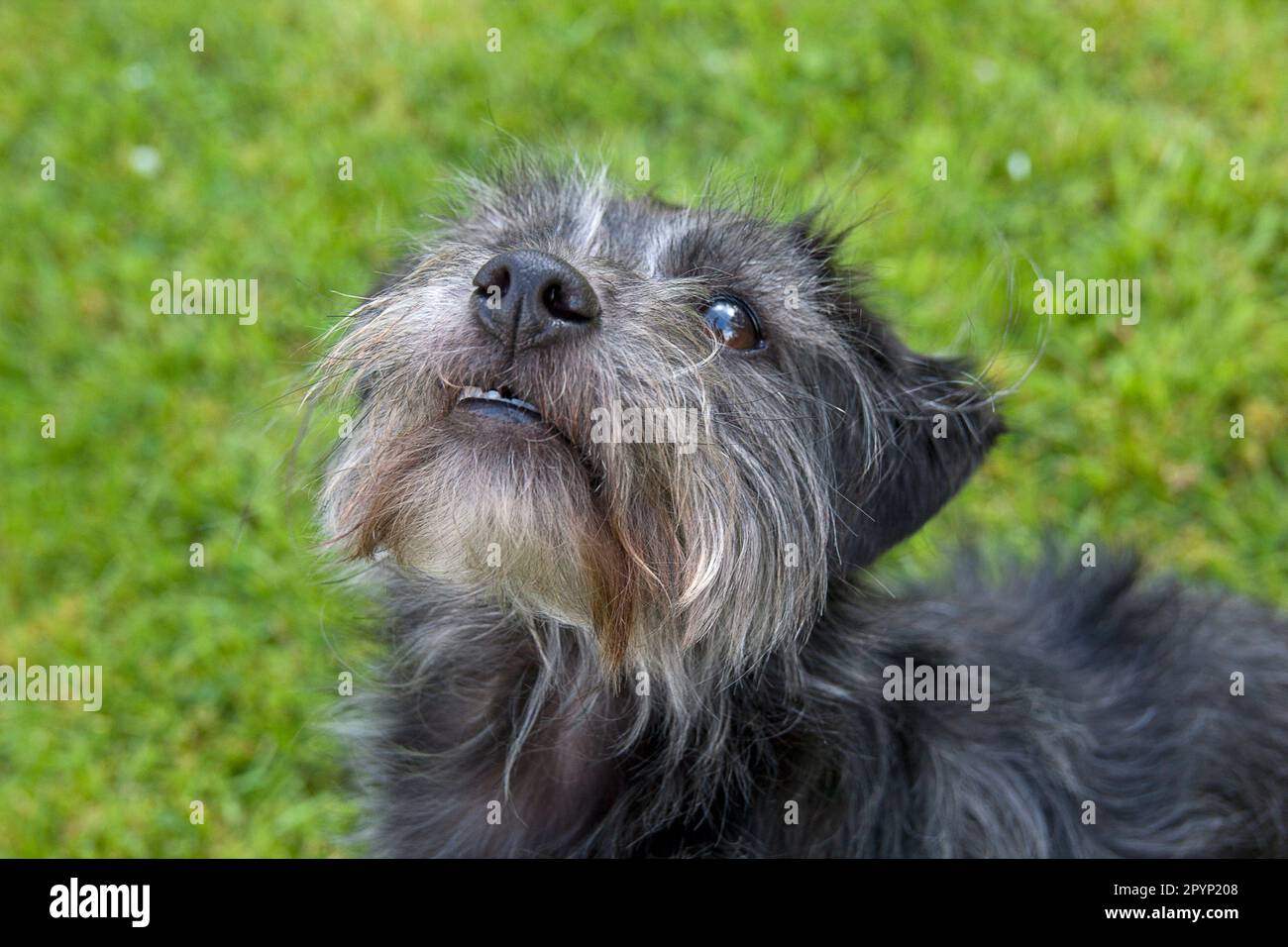 Jackapoo-Jugendhund im Frühlingsfeld Stockfoto
