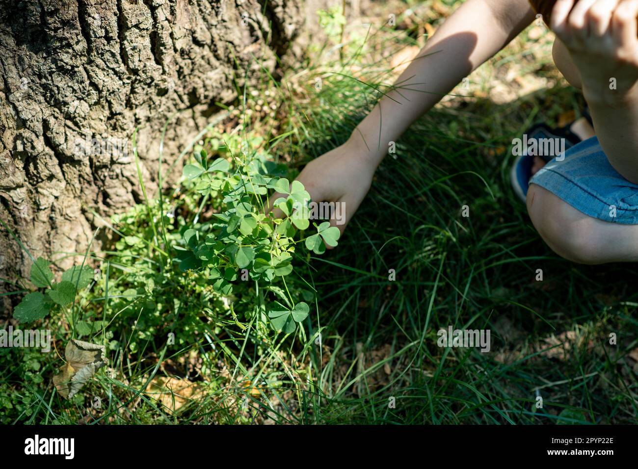 Die Hände des Kindes berühren das Gras. Ruhe im Park, Wald. Stockfoto