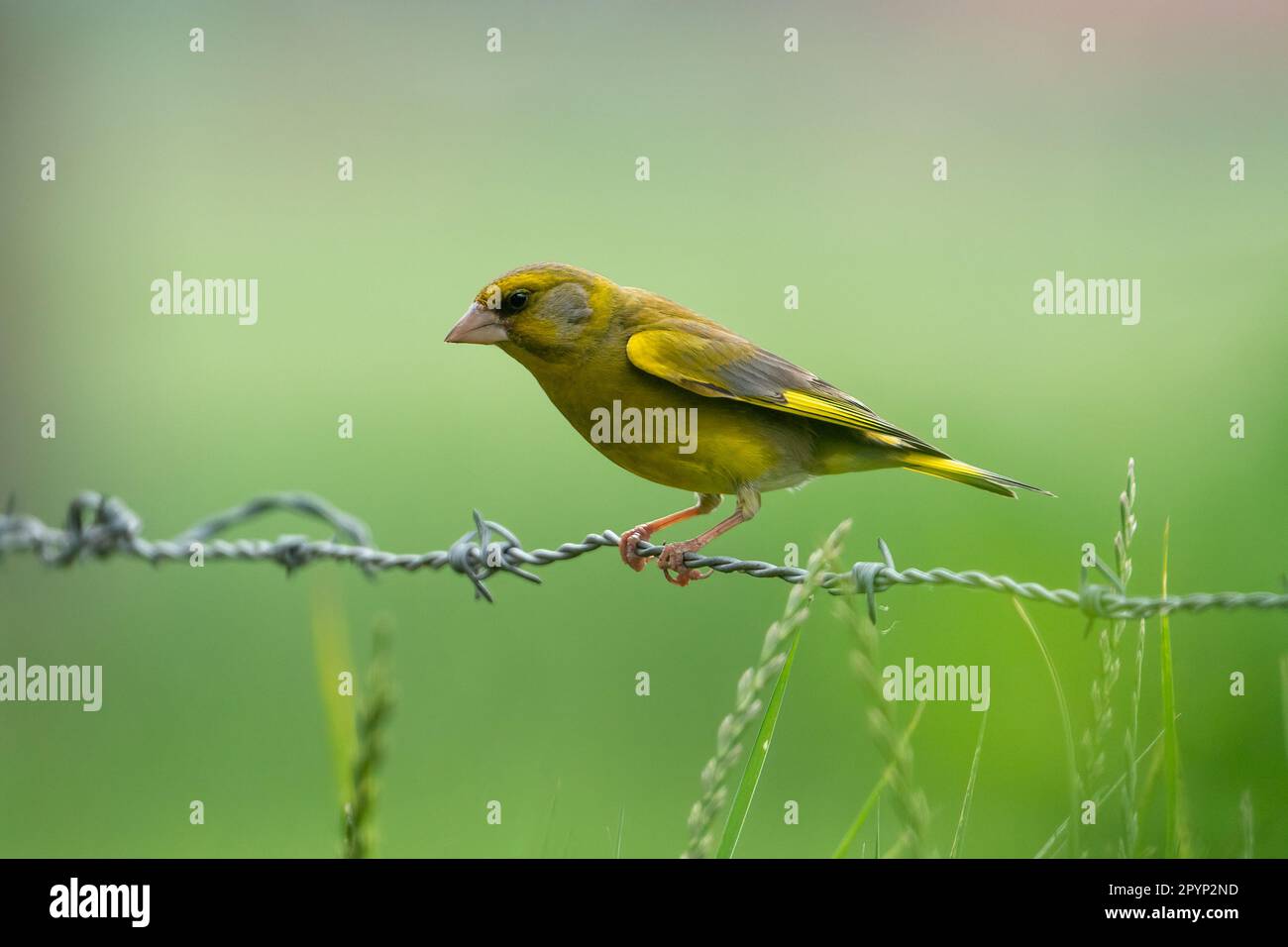 Männlicher europäischer Grünfink (Chloris chloris) auf Stacheldraht in einem Feld Stockfoto