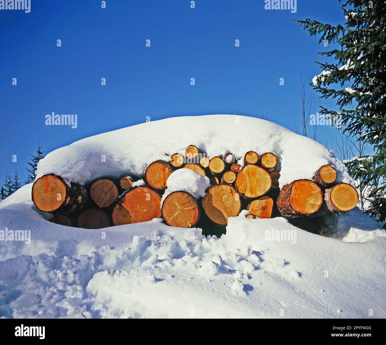 Die Schweiz. Schneebedeckte Baumstämme. Stockfoto