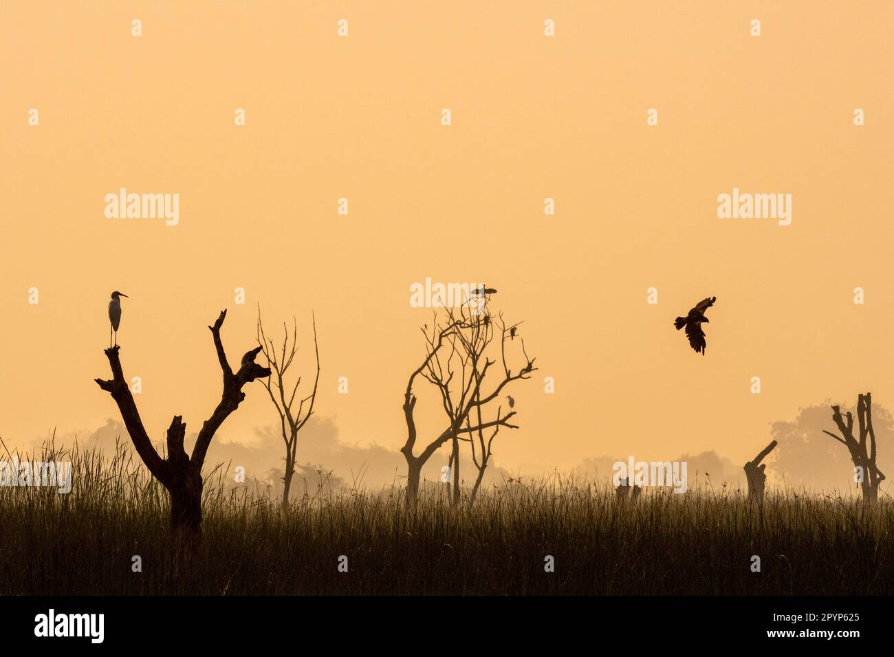 Birds at Dawn, nal Sarovar Bird Sanctuary, nal Sarovar, Gujarat, Indien Stockfoto