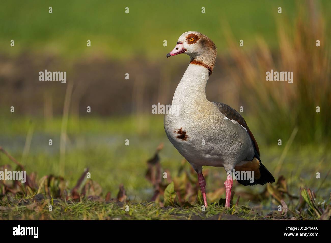 Ein schönes Porträt der ägyptischen Gans (Alopochen aegyptiaca) Stockfoto