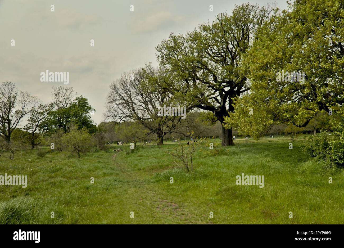 Malerischer Landschaftsblick am Morgen auf Wanstead Park, London Stockfoto