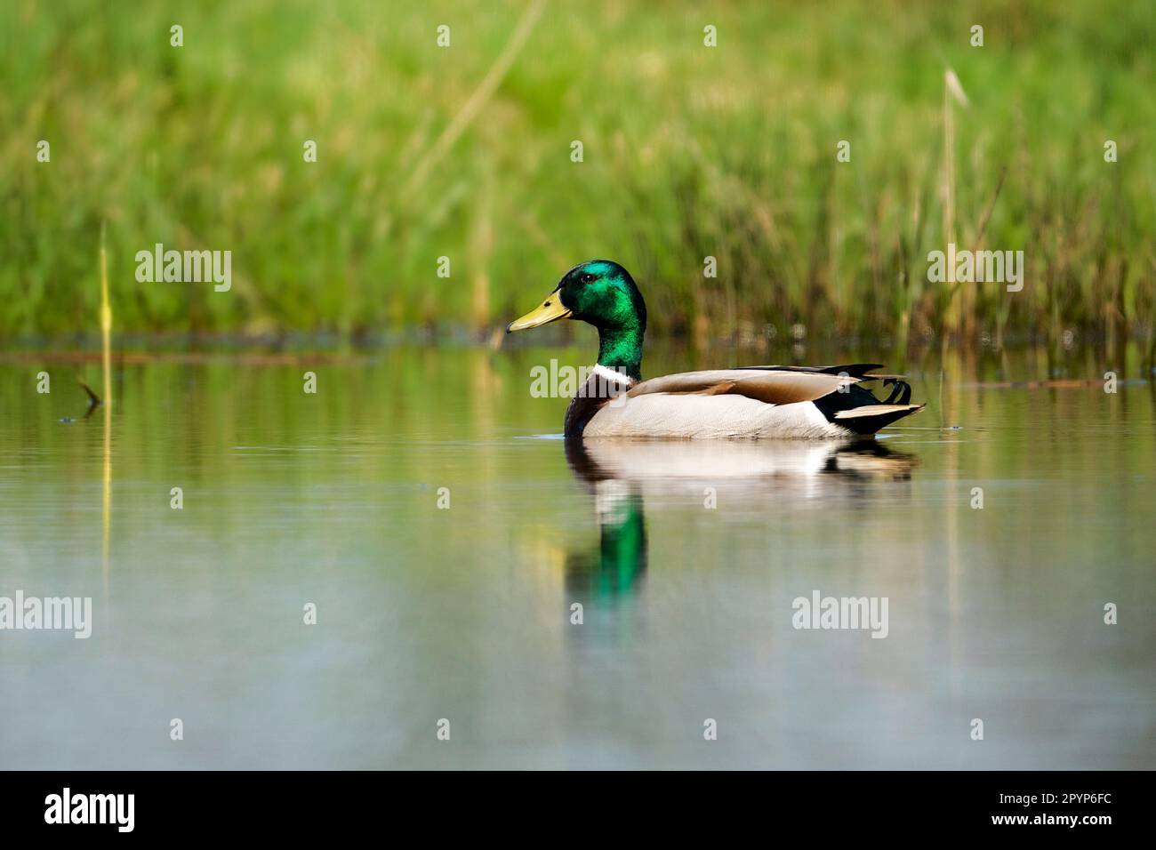 Männliche Stockenten (Anas platyrhynchos), sehr verbreitete Spezies, aber sehr schön in der Sonne, mit glänzenden grünen Federn. Stockfoto