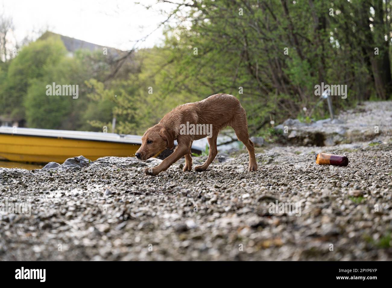 Süßer, nasser, goldener labrador Retriever auf Kieseln am Flussufer. Stockfoto