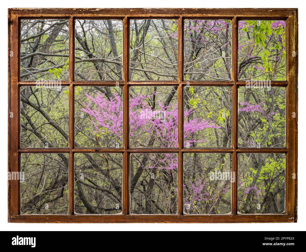 redbud-Baum, der in einem Uferwald am Missouri River blüht, von einem alten Schiebefenster aus gesehen Stockfoto