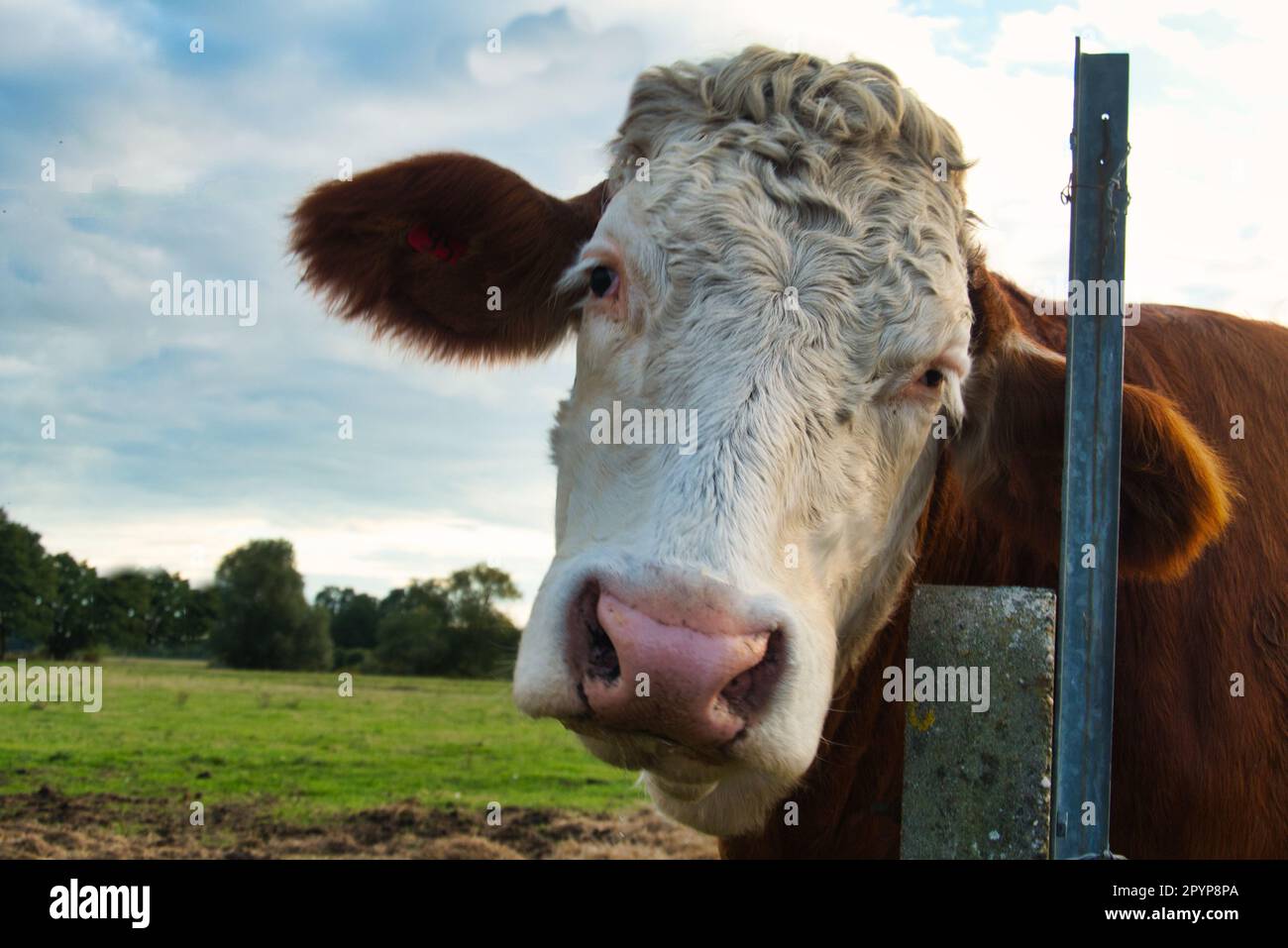 Eine Kuh, die erbärmlich aussieht Stockfoto