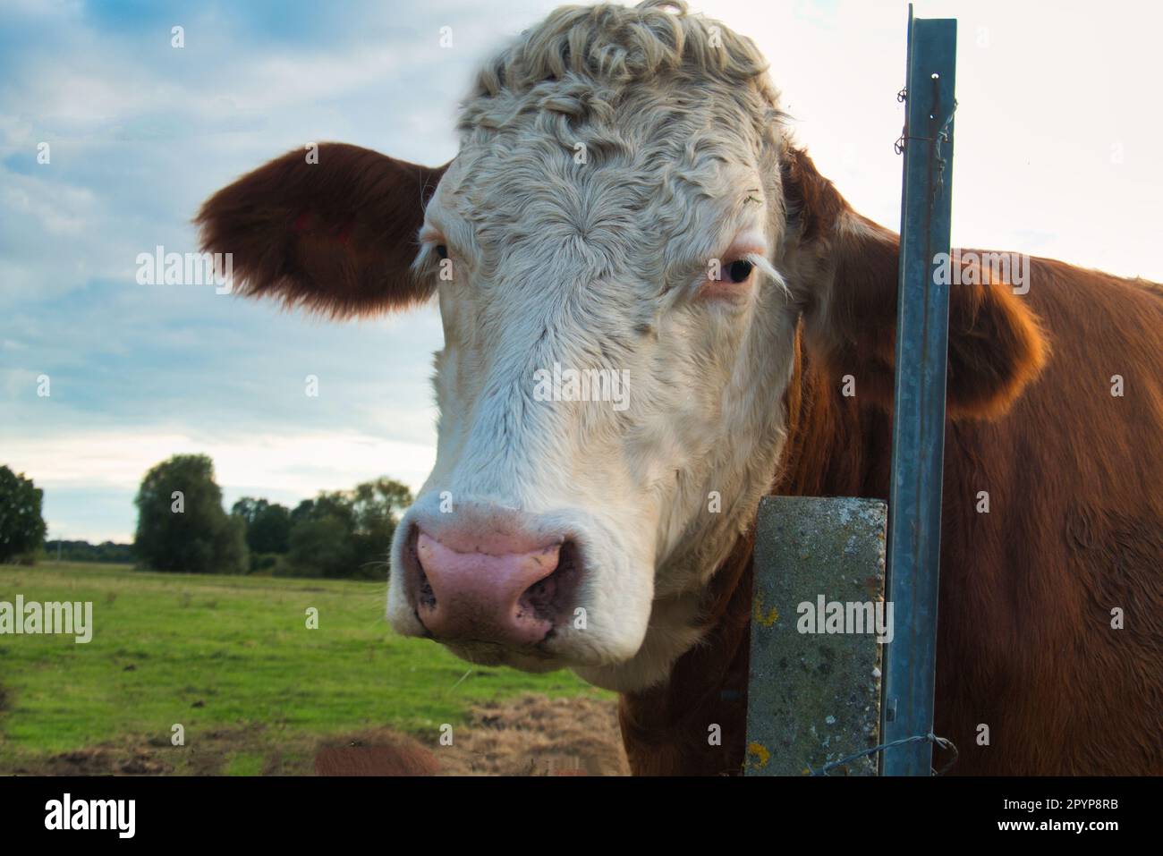 Eine Kuh, die erbärmlich aussieht Stockfoto