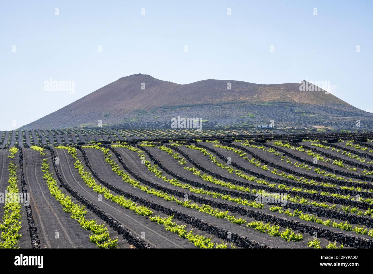 Terrassenfelder in vulkanischer Erde in El Grifo, dem ältesten Weingut der Kanarischen Inseln, Lanzarote, Spanien Stockfoto