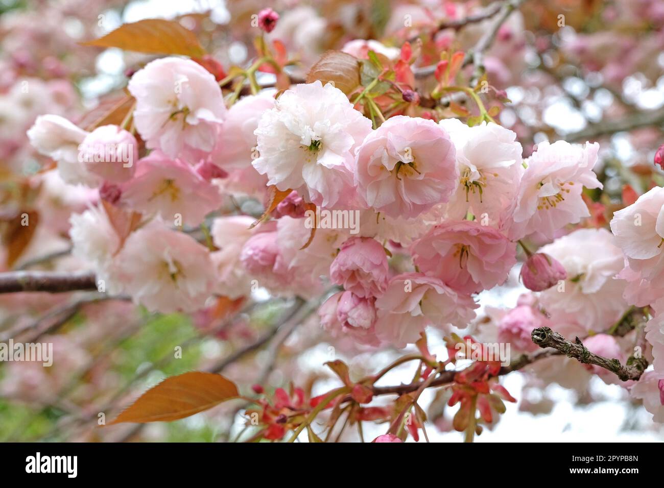 Prunus serrulata Kirschblüte 'Fugenzo' in Blüte. Stockfoto