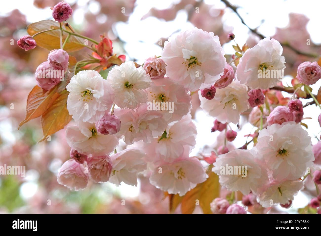 Prunus serrulata Kirschblüte 'Fugenzo' in Blüte. Stockfoto