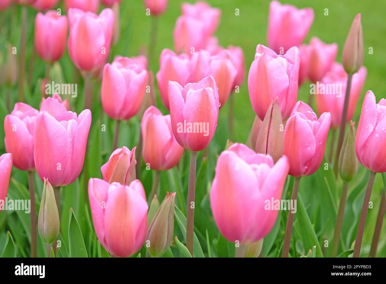 Triumph Tulpe „Herrin“ in Blume. Stockfoto