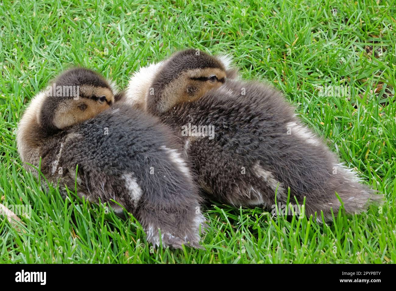 Die Stockenten saßen im Frühling auf dem Gras. Stockfoto