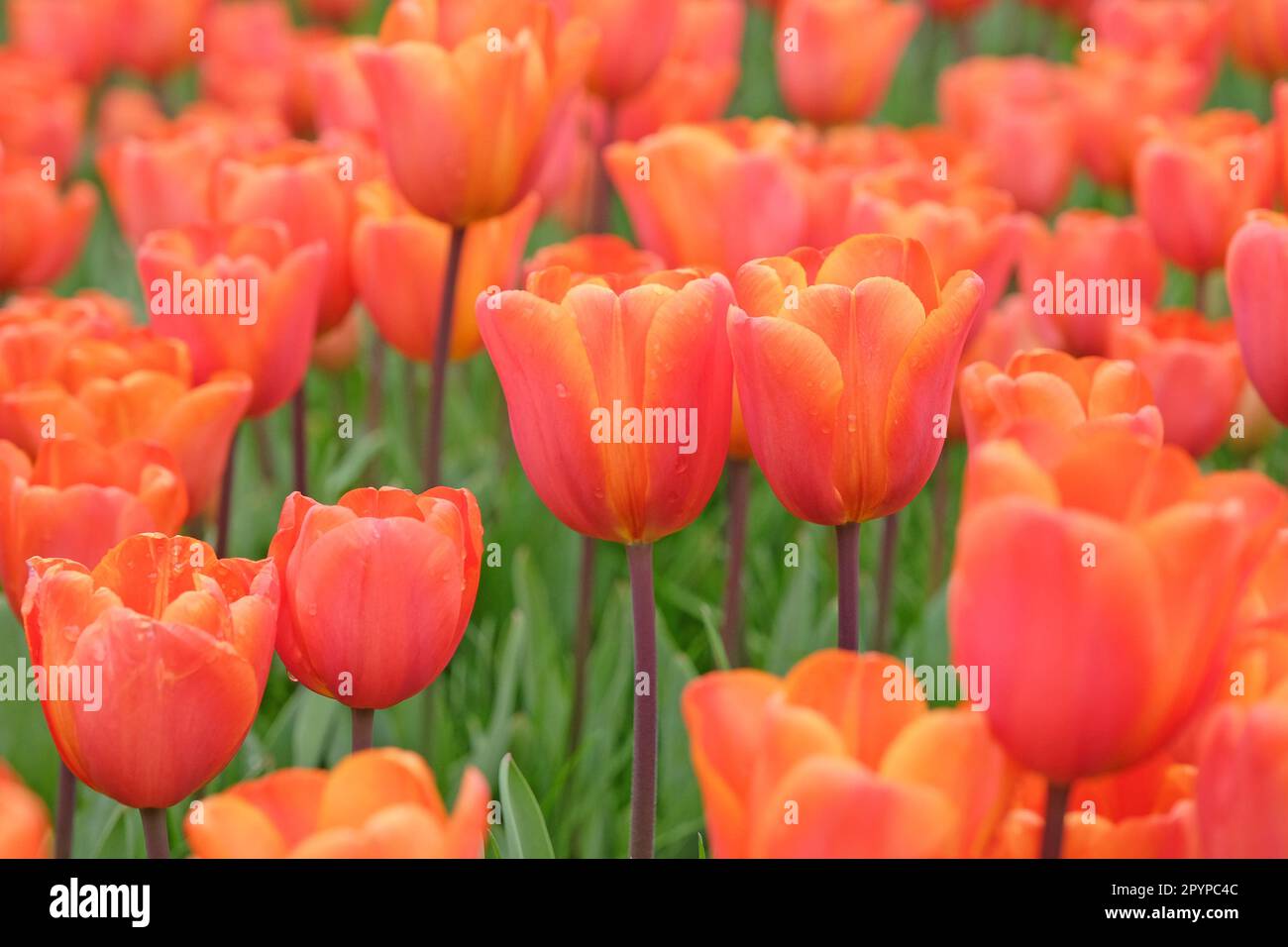 Triumph Tulip 'Annie SchilderÕ in Blume. Stockfoto