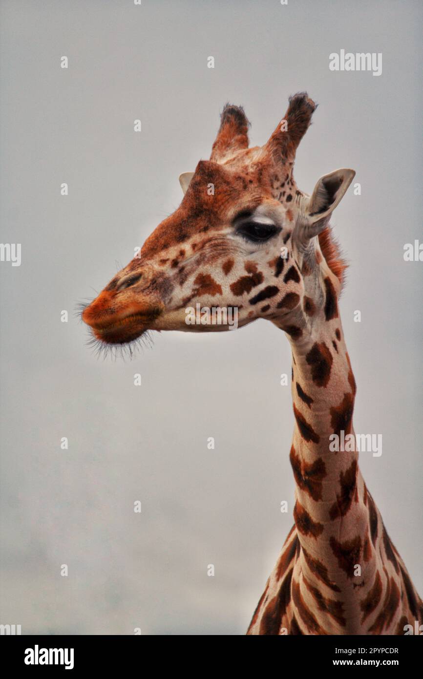 Ein Nahporträt einer Giraffe, die mit dem bewölkten Himmel im Hintergrund zur Seite blickt Stockfoto