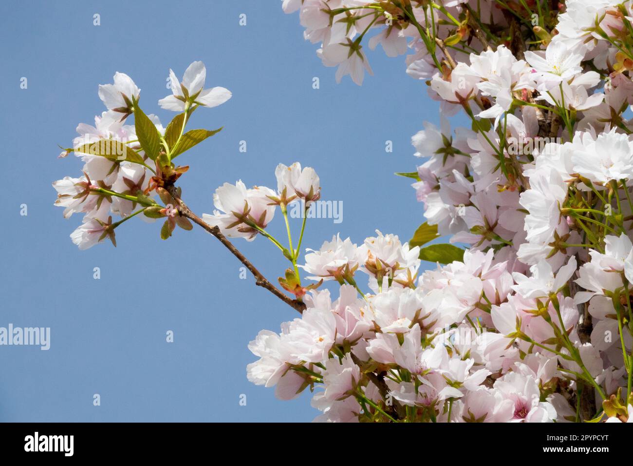 Blume, Prunus serrulata 'Amanogawa' Flagpole Cherry Stockfoto