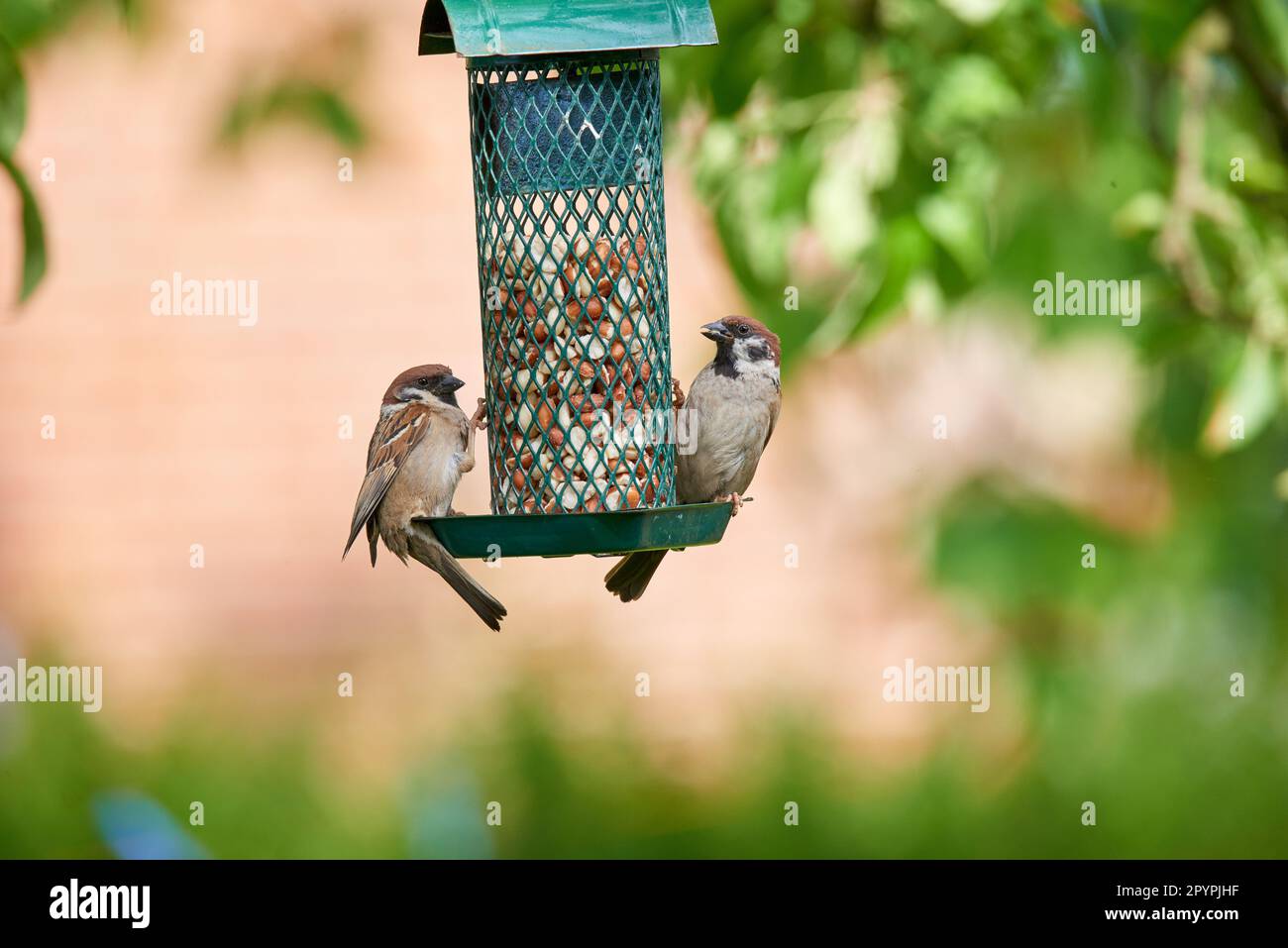 Sperling. Sperlinge sind eine Familie kleiner Singvögel, Passeridae. Sie sind auch als wahre Spatzen oder Spatzen der Alten Welt bekannt, für die auch Namen verwendet werden Stockfoto